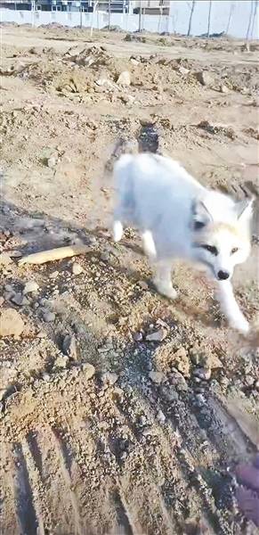 狐狸的故事